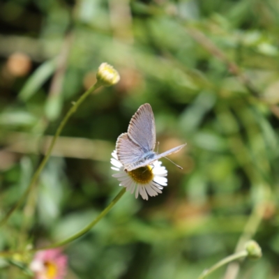 Zizina otis (Common Grass-Blue) at Mawson, ACT - 9 Dec 2020 by Lindell