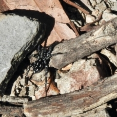 Nyssus albopunctatus (White-spotted swift spider) at Holt, ACT - 8 Jan 2021 by KMcCue