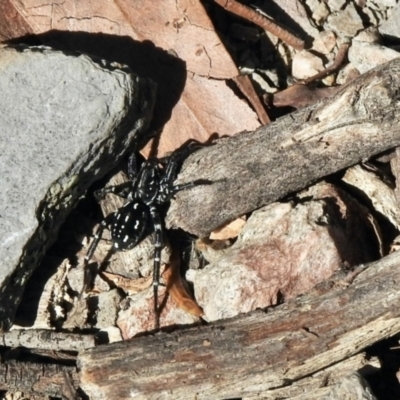 Nyssus albopunctatus (White-spotted swift spider) at Holt, ACT - 9 Jan 2021 by KMcCue