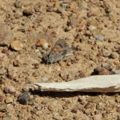 Lucia limbaria (Chequered Copper) at Aranda Bushland - 8 Jan 2021 by KMcCue