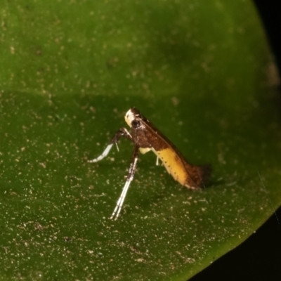 Caloptilia azaleella (Azalea Leafminer) at Melba, ACT - 27 Dec 2020 by kasiaaus