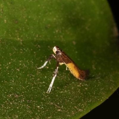 Caloptilia azaleella (Azalea Leafminer) at Melba, ACT - 27 Dec 2020 by kasiaaus