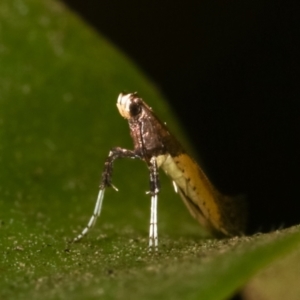 Caloptilia azaleella at Melba, ACT - 27 Dec 2020