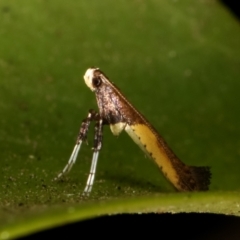 Caloptilia azaleella at Melba, ACT - 27 Dec 2020