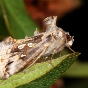 Chrysodeixis argentifera at Melba, ACT - 23 Dec 2020