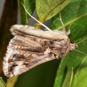 Chrysodeixis argentifera at Melba, ACT - 23 Dec 2020