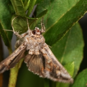 Chrysodeixis argentifera at Melba, ACT - 23 Dec 2020