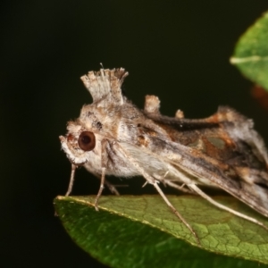 Chrysodeixis argentifera at Melba, ACT - 23 Dec 2020