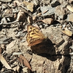 Heteronympha merope (Common Brown Butterfly) at Aranda, ACT - 9 Jan 2021 by KMcCue