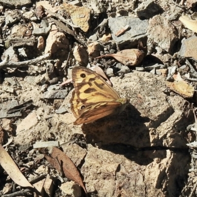 Heteronympha merope (Common Brown Butterfly) at Aranda, ACT - 8 Jan 2021 by KMcCue