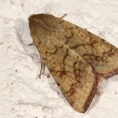 Helicoverpa armigera (Cotton bollworm, Corn earworm) at Melba, ACT - 27 Dec 2020 by kasiaaus