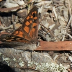 Geitoneura klugii (Marbled Xenica) at Holt, ACT - 8 Jan 2021 by KMcCue