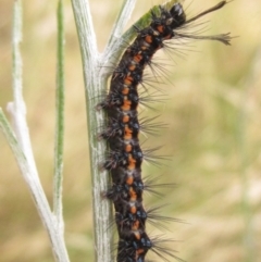 Nyctemera amicus (Senecio Moth, Magpie Moth, Cineraria Moth) at Higgins, ACT - 3 Jan 2021 by pinnaCLE