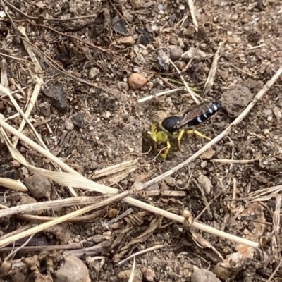 Bembix sp. (genus) (Unidentified Bembix sand wasp) at Flynn, ACT - 7 Jan 2021 by Rosie