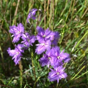 Thysanotus tuberosus subsp. tuberosus at Yass River, NSW - 21 Nov 2020