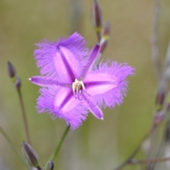 Thysanotus tuberosus subsp. tuberosus at Yass River, NSW - 21 Nov 2020