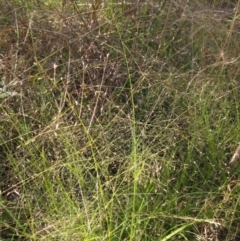 Eragrostis trachycarpa (Rough-grain Lovegrass) at The Pinnacle - 8 Jan 2021 by pinnaCLE