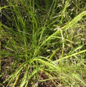 Eragrostis trachycarpa at Holt, ACT - 8 Jan 2021