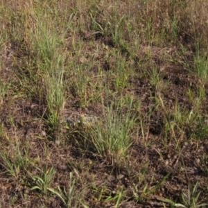 Eragrostis curvula at Weetangera, ACT - 8 Jan 2021 05:38 PM