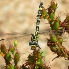 Austrogomphus cornutus (Unicorn Hunter) at Coree, ACT - 9 Jan 2021 by Christine