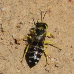 Bembix sp. (genus) (Unidentified Bembix sand wasp) at Lower Cotter Catchment - 8 Jan 2021 by Christine