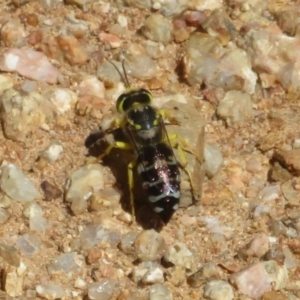 Bembix sp. (genus) at Coree, ACT - 9 Jan 2021 10:37 AM