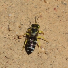 Bembix sp. (genus) at Coree, ACT - 9 Jan 2021 10:37 AM