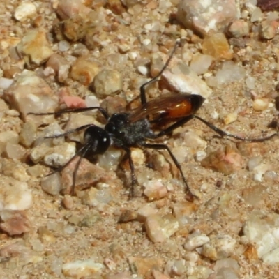 Podalonia tydei (Caterpillar-hunter wasp) at Coree, ACT - 9 Jan 2021 by Christine