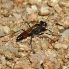 Podalonia tydei at Coree, ACT - 9 Jan 2021 11:02 AM