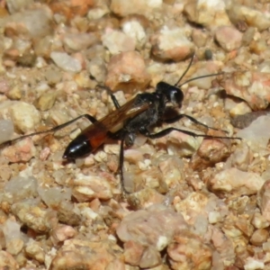 Podalonia tydei at Coree, ACT - 9 Jan 2021