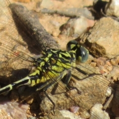 Austrogomphus australis (Inland Hunter) at Coree, ACT - 8 Jan 2021 by Christine