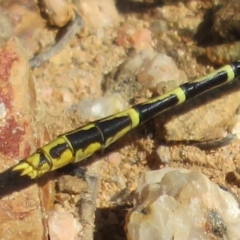 Austrogomphus australis at Coree, ACT - 9 Jan 2021