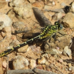 Austrogomphus australis at Coree, ACT - 9 Jan 2021