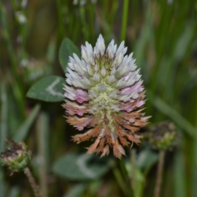 Trifolium sp. (Clover) at Yass River, NSW - 2 Nov 2020 by 120Acres