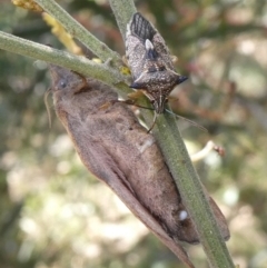 Oechalia schellenbergii (Spined Predatory Shield Bug) at Tuggeranong Hill - 9 Jan 2021 by owenh