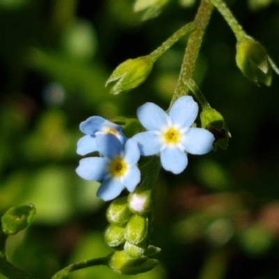 Myosotis laxa subsp. caespitosa (Water Forget-me-not) at Bombala, NSW - 9 Jan 2021 by tpreston