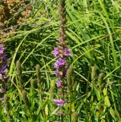 Lythrum salicaria (Purple Loosestrife) at Bombala, NSW - 9 Jan 2021 by tpreston