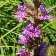 Lythrum salicaria at Bombala, NSW - 9 Jan 2021 11:13 AM