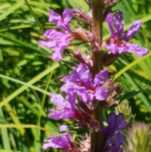 Lythrum salicaria at Bombala, NSW - 9 Jan 2021 11:13 AM