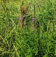 Lythrum salicaria at Bombala, NSW - 9 Jan 2021 11:13 AM