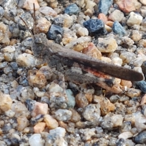 Pycnostictus seriatus at Cooma, NSW - 9 Jan 2021