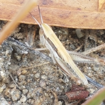 Macrotona australis (Common Macrotona Grasshopper) at Cooma, NSW - 9 Jan 2021 by trevorpreston