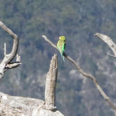 Melopsittacus undulatus (Budgerigar) at Tharwa, ACT - 8 Jan 2021 by Rob1e8