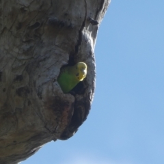 Melopsittacus undulatus at Tharwa, ACT - suppressed