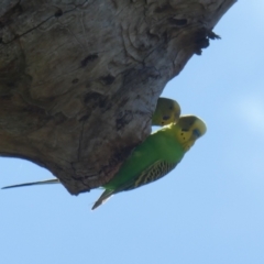 Melopsittacus undulatus at Tharwa, ACT - suppressed