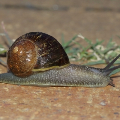 Cornu aspersum (Common Garden Snail) at Evatt, ACT - 9 Jan 2021 by TimL