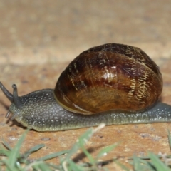 Cornu aspersum at Evatt, ACT - 9 Jan 2021