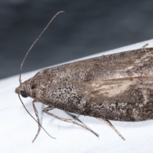 Heteromicta pachytera at Melba, ACT - 23 Dec 2020