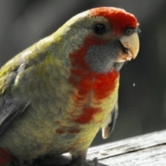 Platycercus elegans (Crimson Rosella) at Aranda, ACT - 4 Jan 2021 by KMcCue