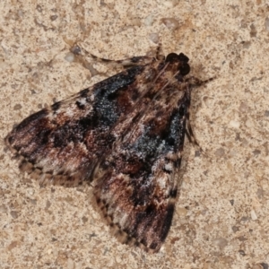 Orthaga thyrisalis at Melba, ACT - 26 Dec 2020